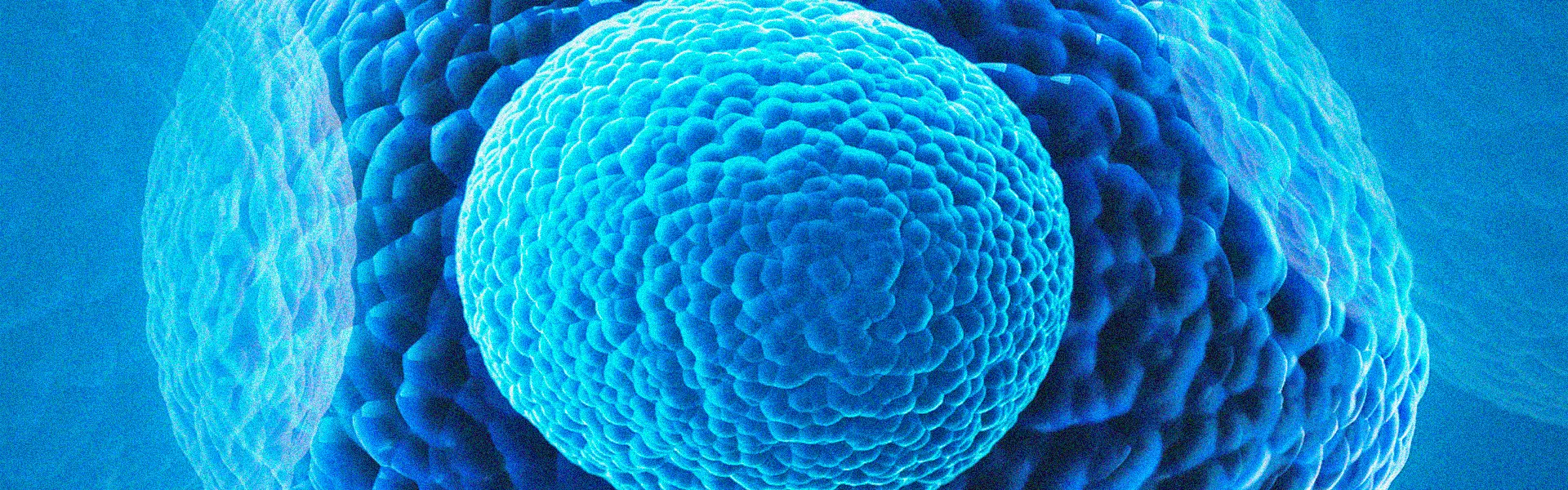 https://hospitex.com/wp-content/uploads/2025/01/cellula.webp